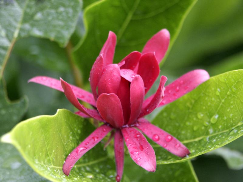 Calycanthus occidentalis (Western Spice Bush) (alternate view 4)