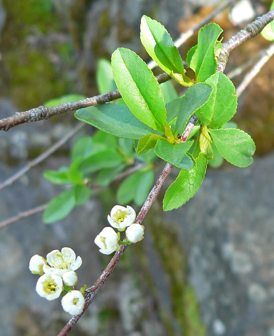 Prunus emarginata (Bitter Cherry) (alternate view 6)