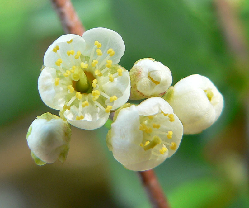 Prunus emarginata (Bitter Cherry) (alternate view 7)