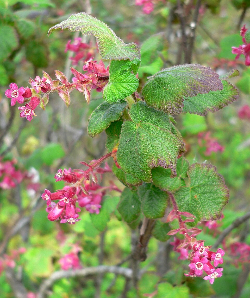 Ribes malvaceum (Chaparral Currant) (alternate view 2)