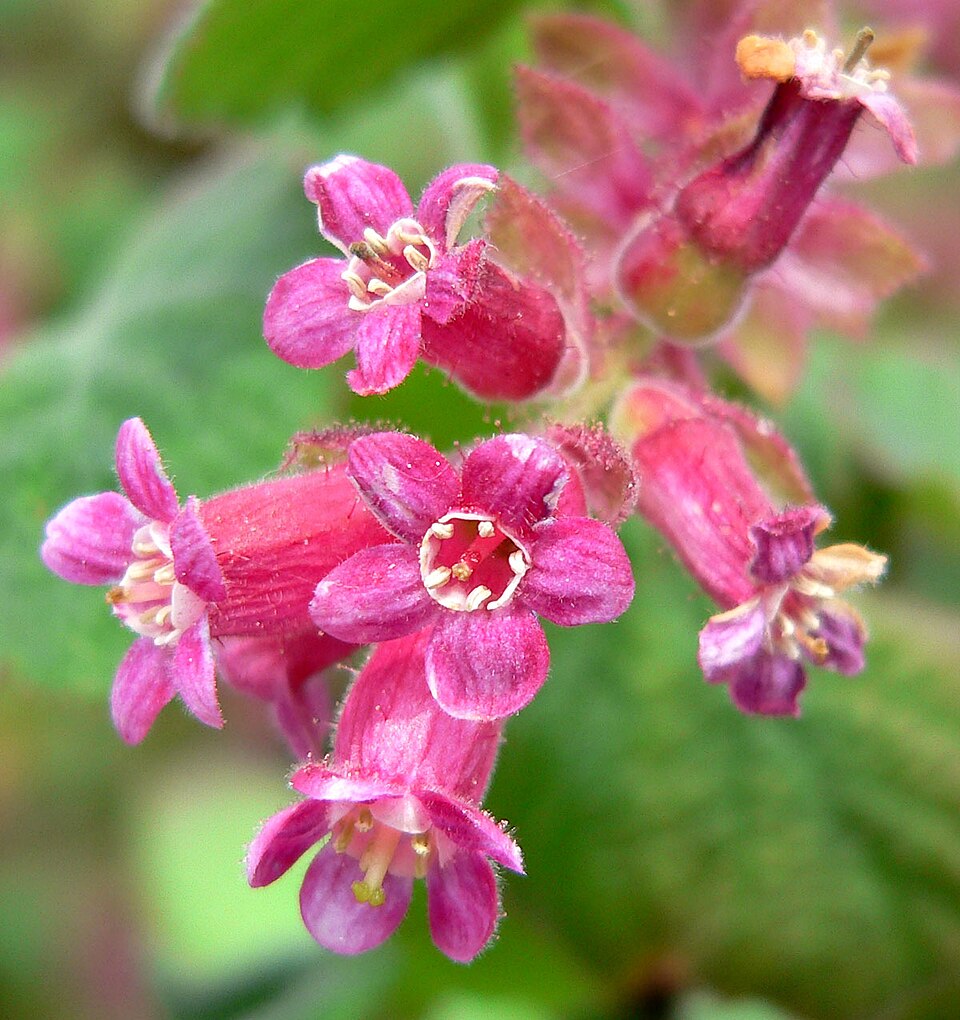 Ribes malvaceum (Chaparral Currant) (alternate view 3)