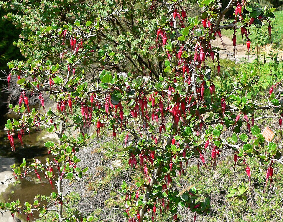 Ribes speciosum (Fuchsiaflower Gooseberry) (alternate view 2)