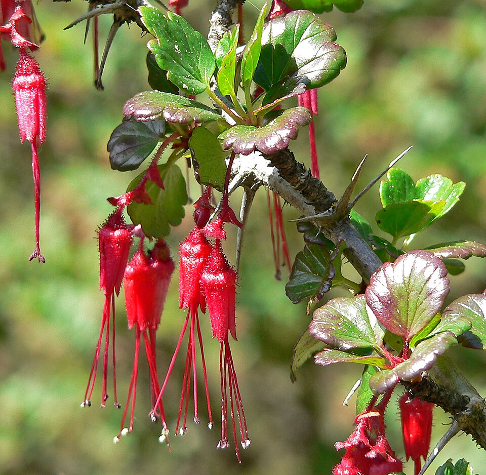 Ribes speciosum (Fuchsiaflower Gooseberry) (alternate view 3)