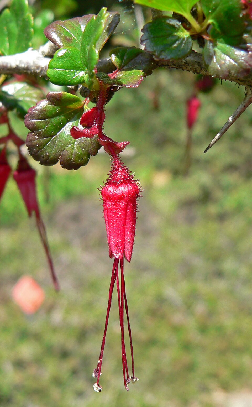 Ribes speciosum (Fuchsiaflower Gooseberry) (alternate view 4)