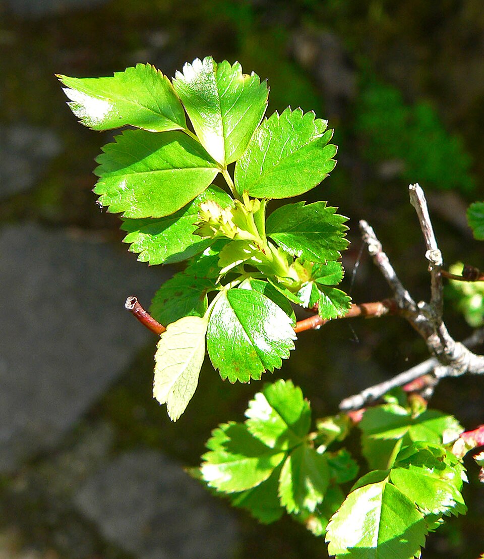 Rosa pisocarpa (clustered wild rose) (alternate view 6)