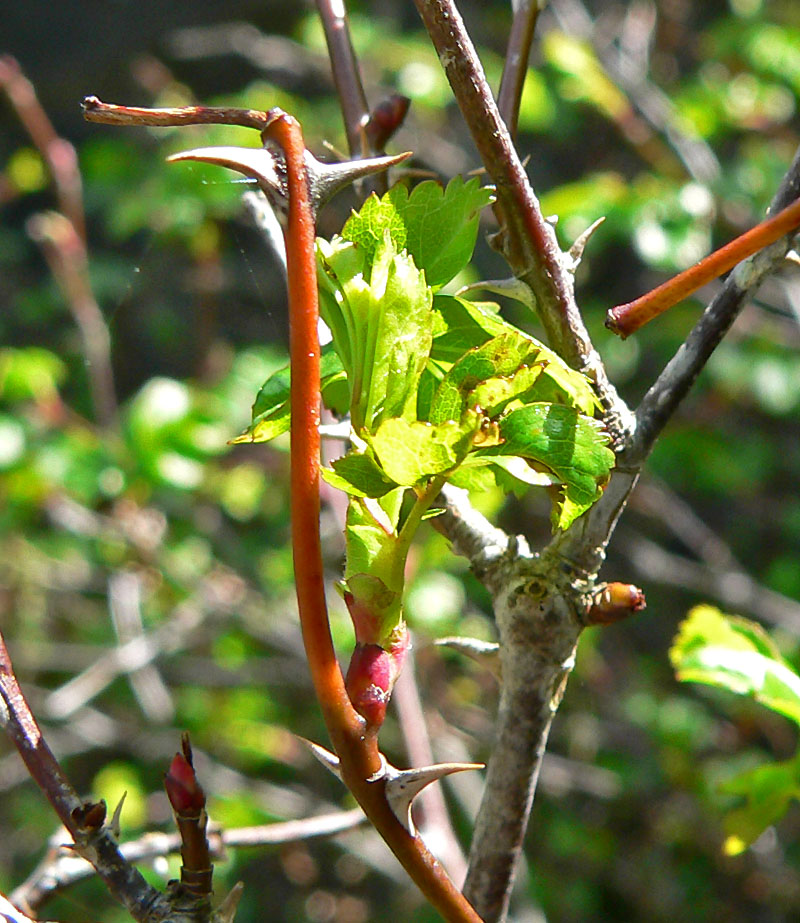 Rosa pisocarpa (clustered wild rose) (alternate view 7)