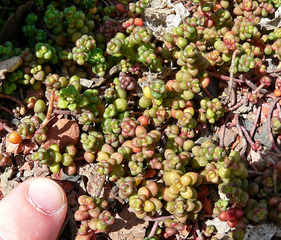 Sedum divergens (Spreading Stonecrop) (alternate view 6)