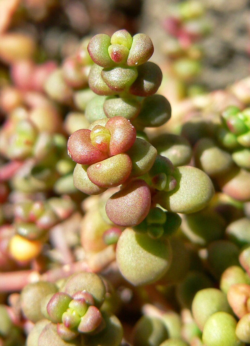Sedum divergens (Spreading Stonecrop) (alternate view 7)