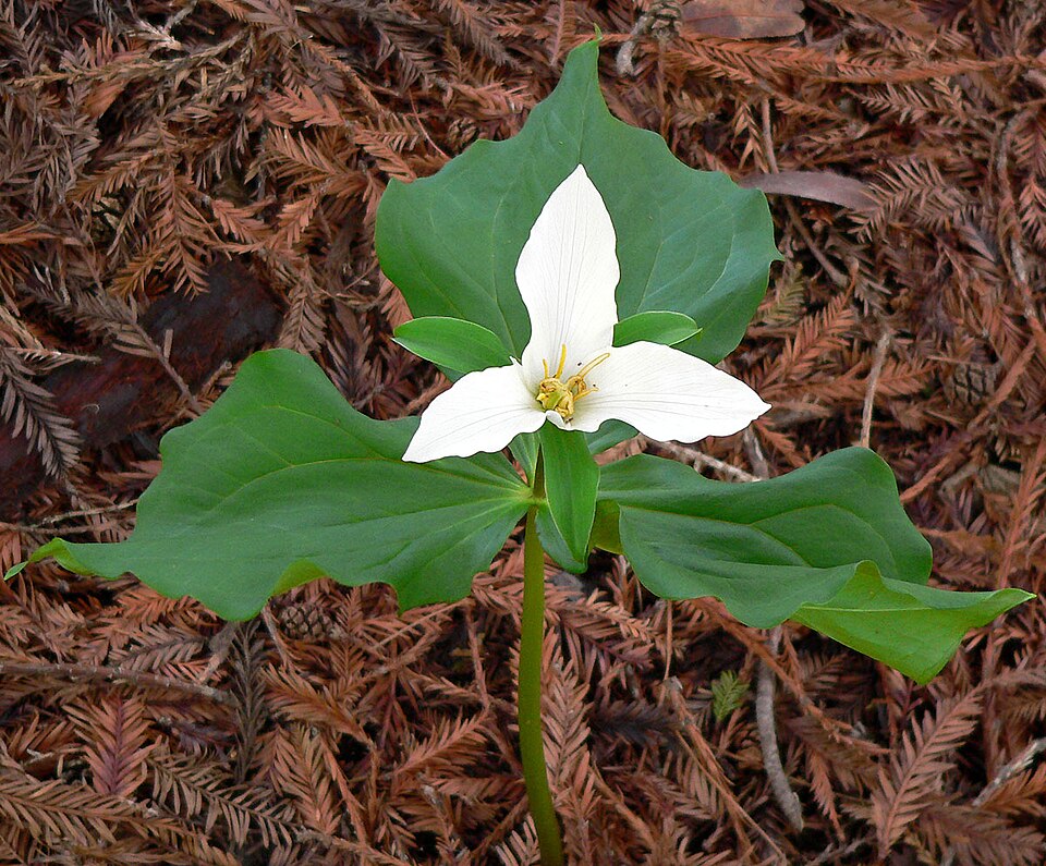 Trillium ovatum (western trillium) (alternate view 8)