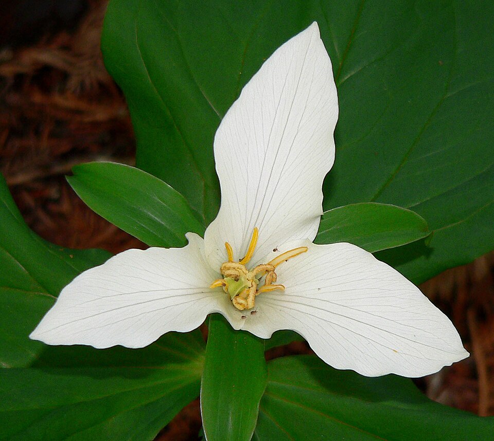 Trillium ovatum (western trillium) (alternate view 9)