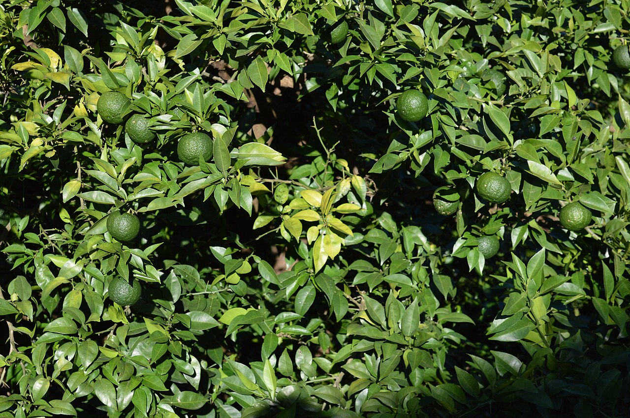 Citrus junos, Yuzu — upright evergreen (Rutaceae) (image 9 of 9)