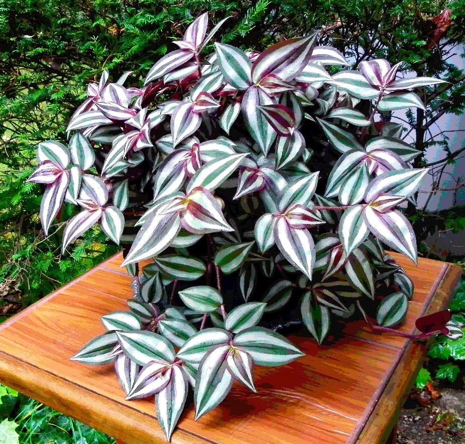 Tradescantia zebrina (Inch Plant) (alternate view 7)