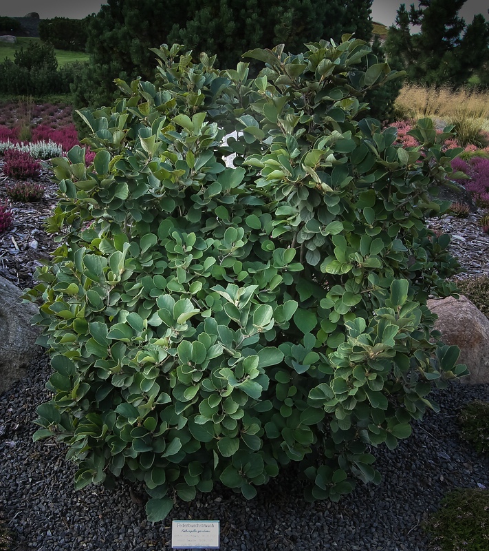Fothergilla gardenii (dwarf fothergilla) (alternate view 10)