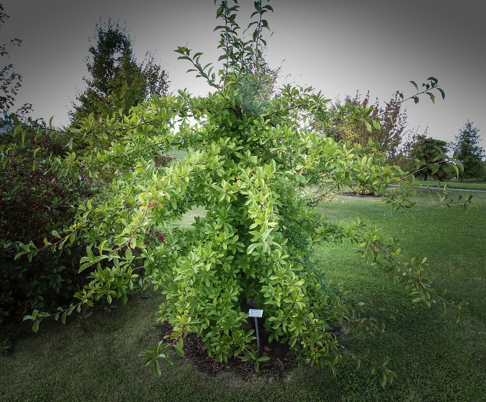 Nyssa sylvatica (sour gum, tupelo) (alternate view 5)