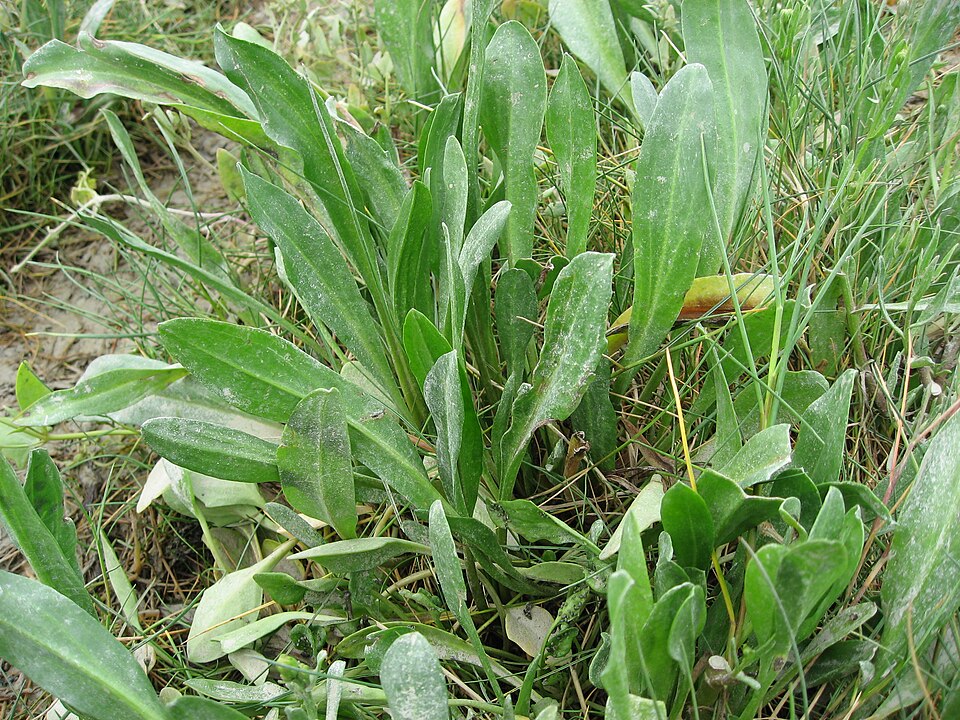 Tripolium pannonicum (Sea Aster)