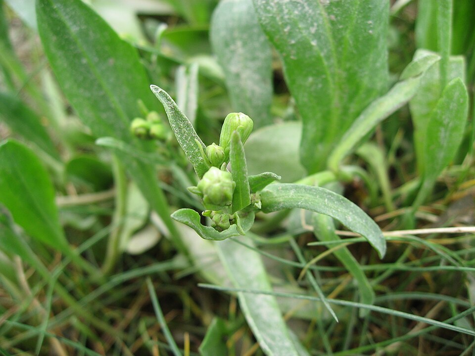 Tripolium pannonicum (Sea Aster)