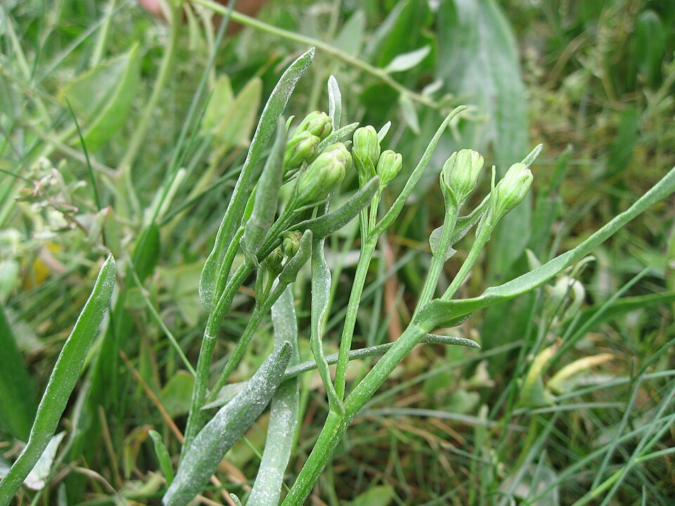 Tripolium pannonicum (Sea Aster)