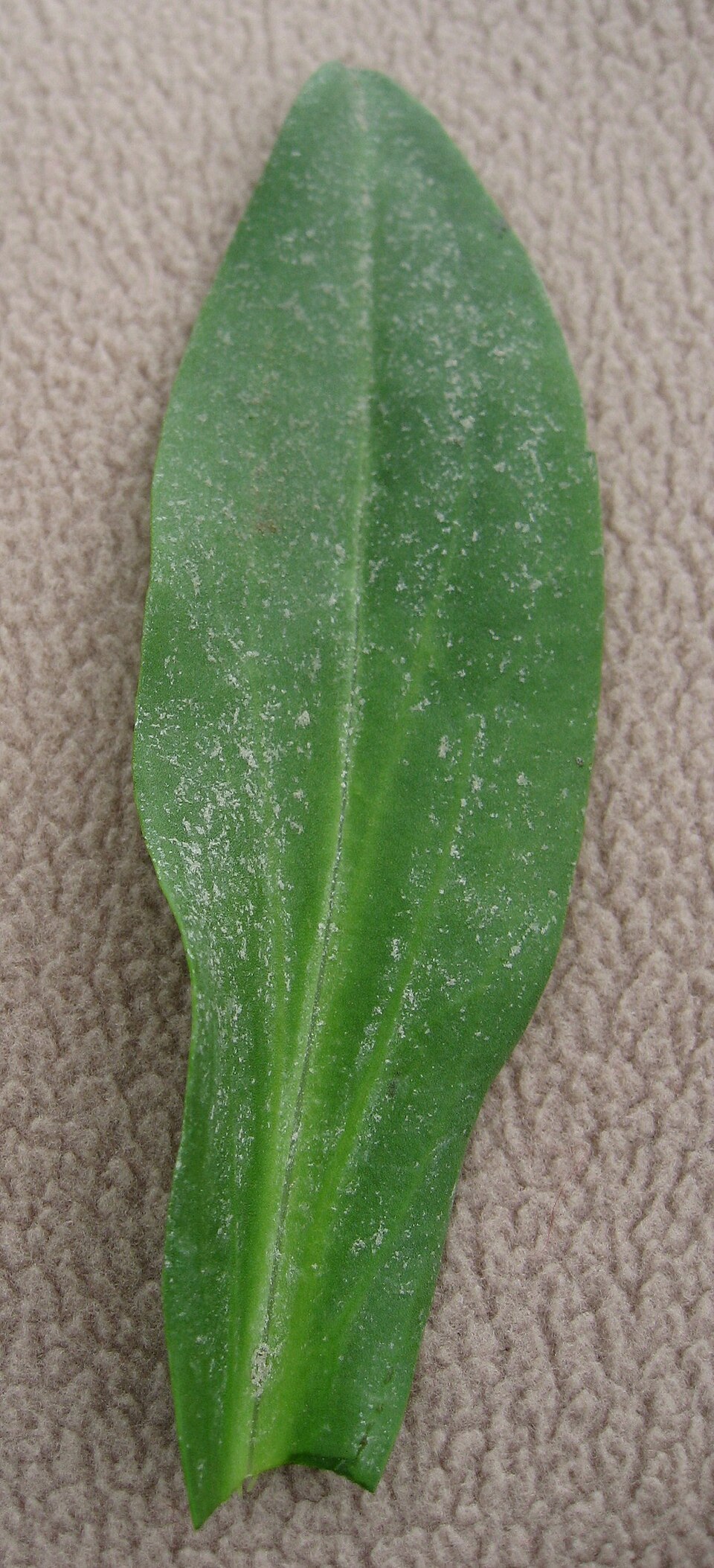 Tripolium pannonicum (Sea Aster)