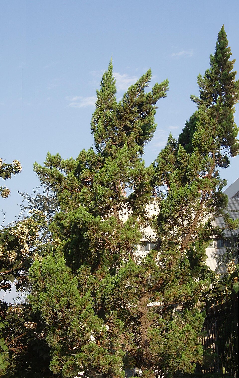 Juniperus chinensis 'Kaizuka' (Hollywood Juniper)