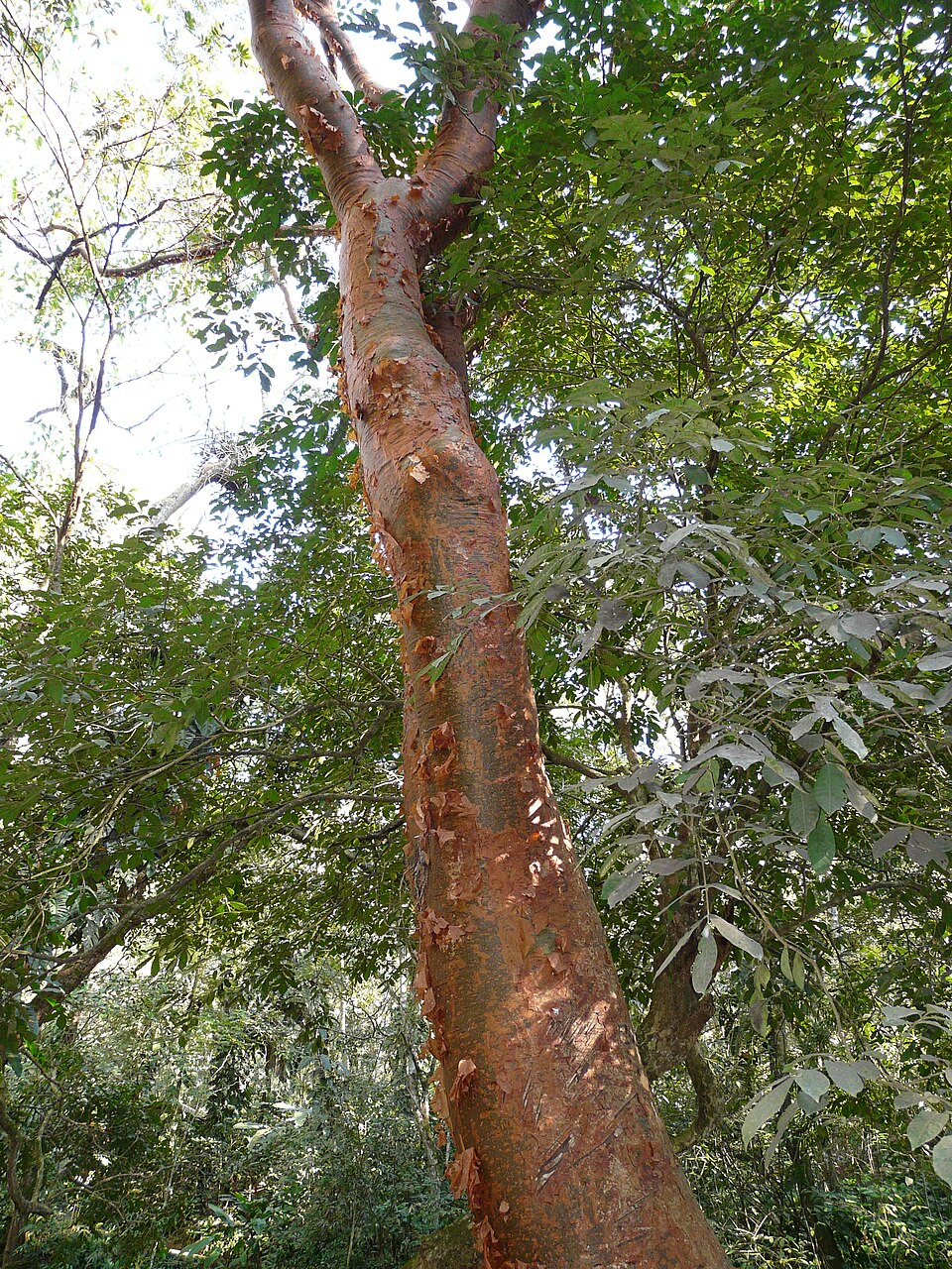 Bursera simaruba (Gumbo Limbo) (alternate view 2)