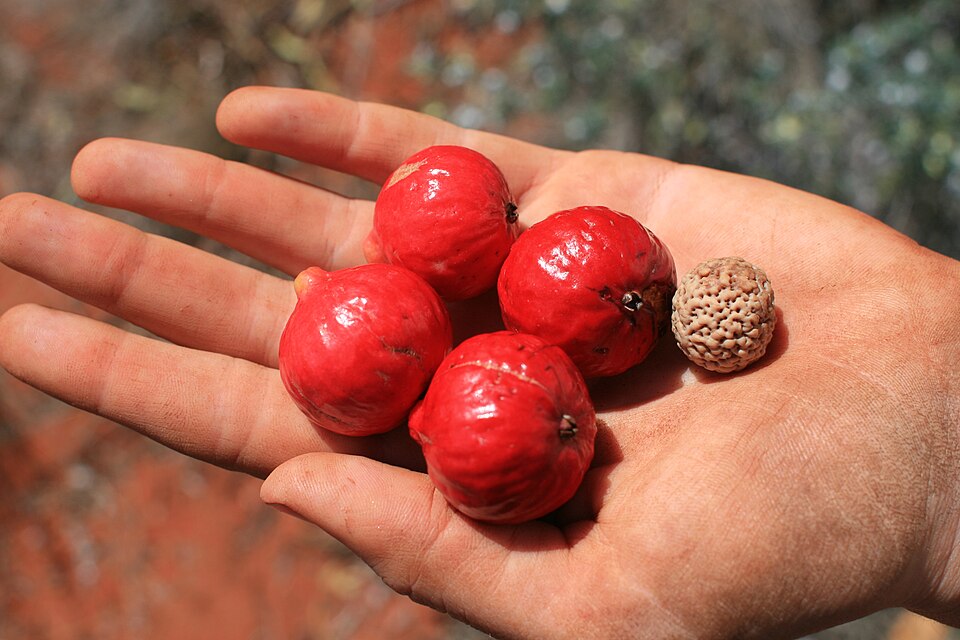 Santalum acuminatum (Desert Quandong) (alternate view 4)