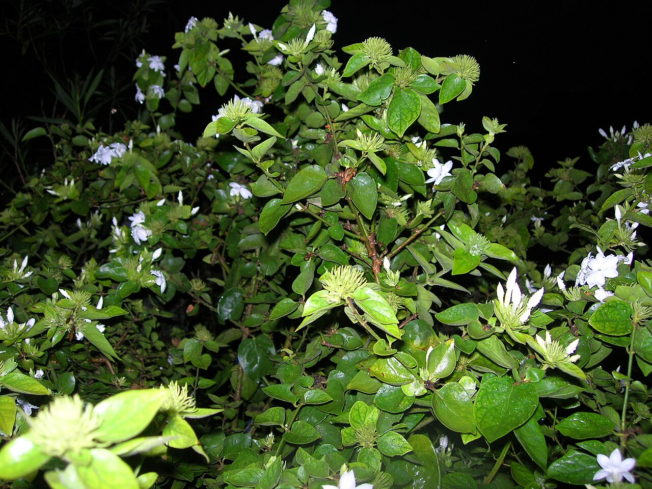 Jasminum sambac, Arabian jasmine — spreading evergreen (Oleaceae) (image 1 of 8)
