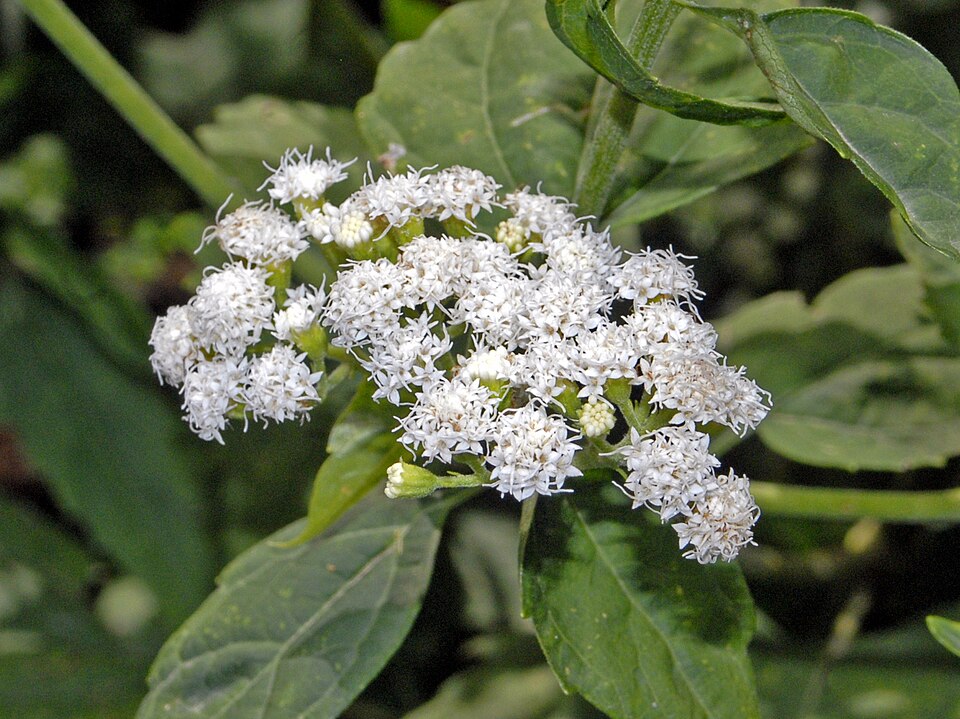 Conoclinium coelestinum (Blue Mistflower) (alternate view 8)