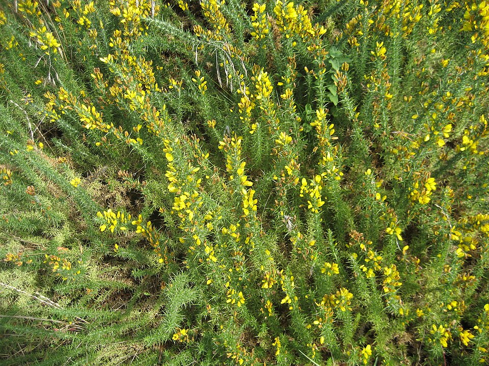 Ulex minor (Dwarf Gorse) (alternate view 6)