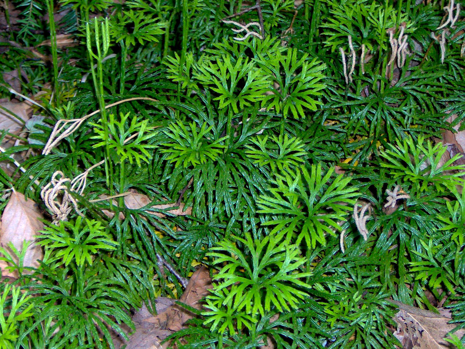Diphasiastrum digitatum (fan clubmoss)