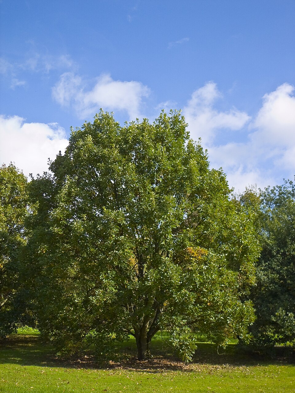 Quercus bicolor (Swamp White Oak)