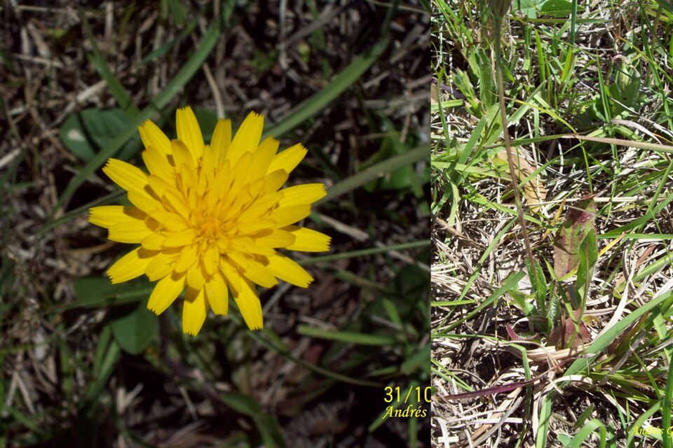 Hypochaeris (Cat's-Ears) (alternate view 6)