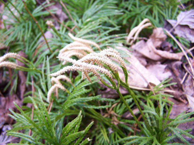 Diphasiastrum digitatum (fan clubmoss)