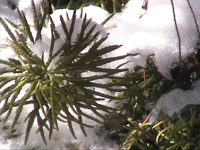 Diphasiastrum digitatum (fan clubmoss)