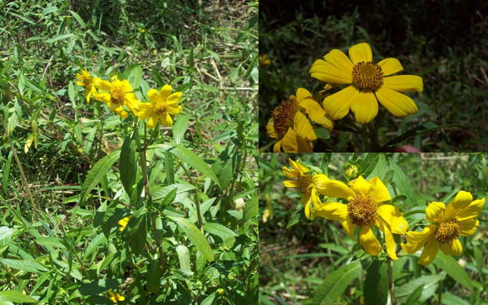 Bidens laevis (Smooth Beggarticks) (alternate view 5)