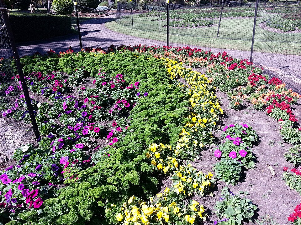 Petunia × atkinsiana (garden petunia) (alternate view 5)