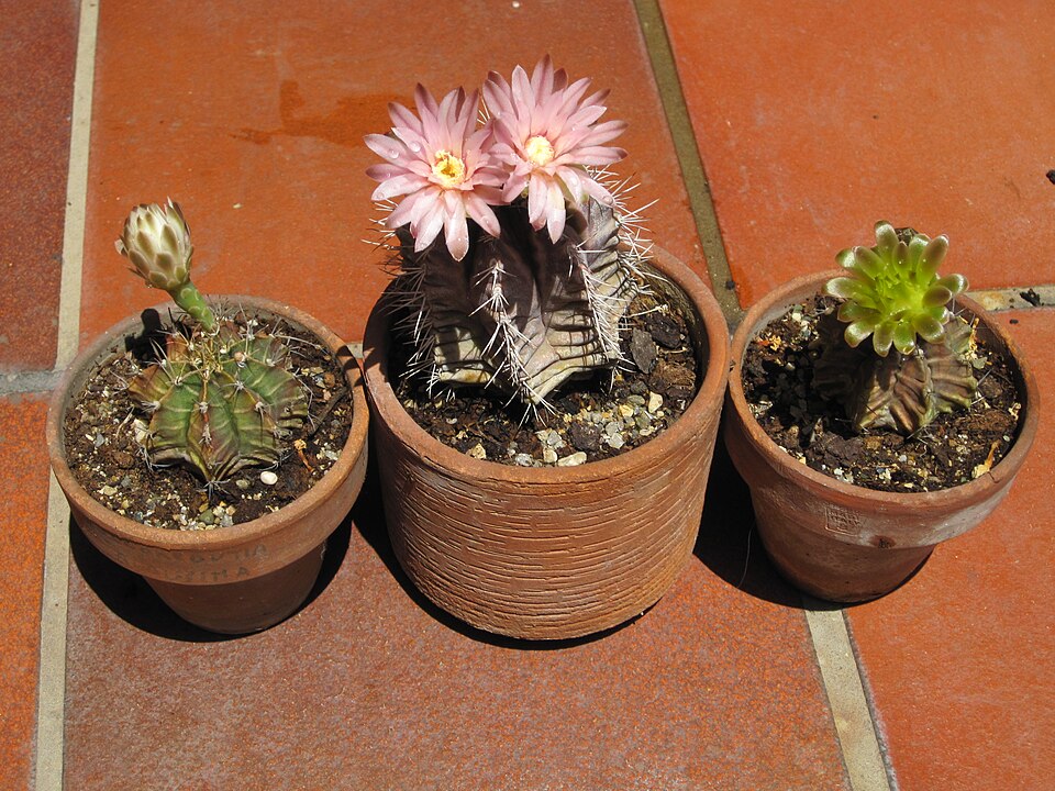 Gymnocalycium mihanovichii (Moon Cactus) (alternate view 3)