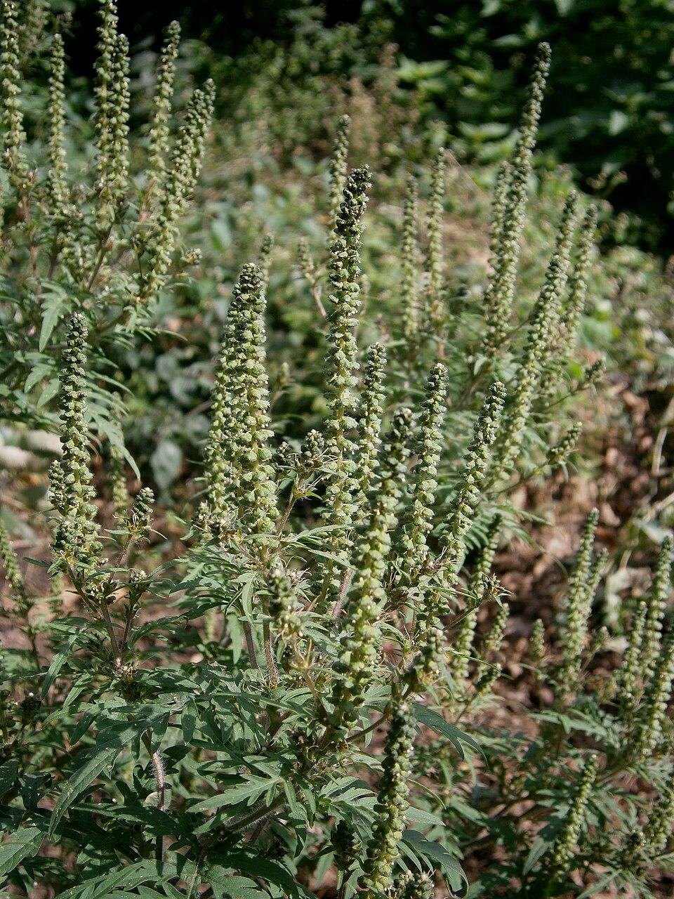Ambrosia psilostachya (western ragweed)