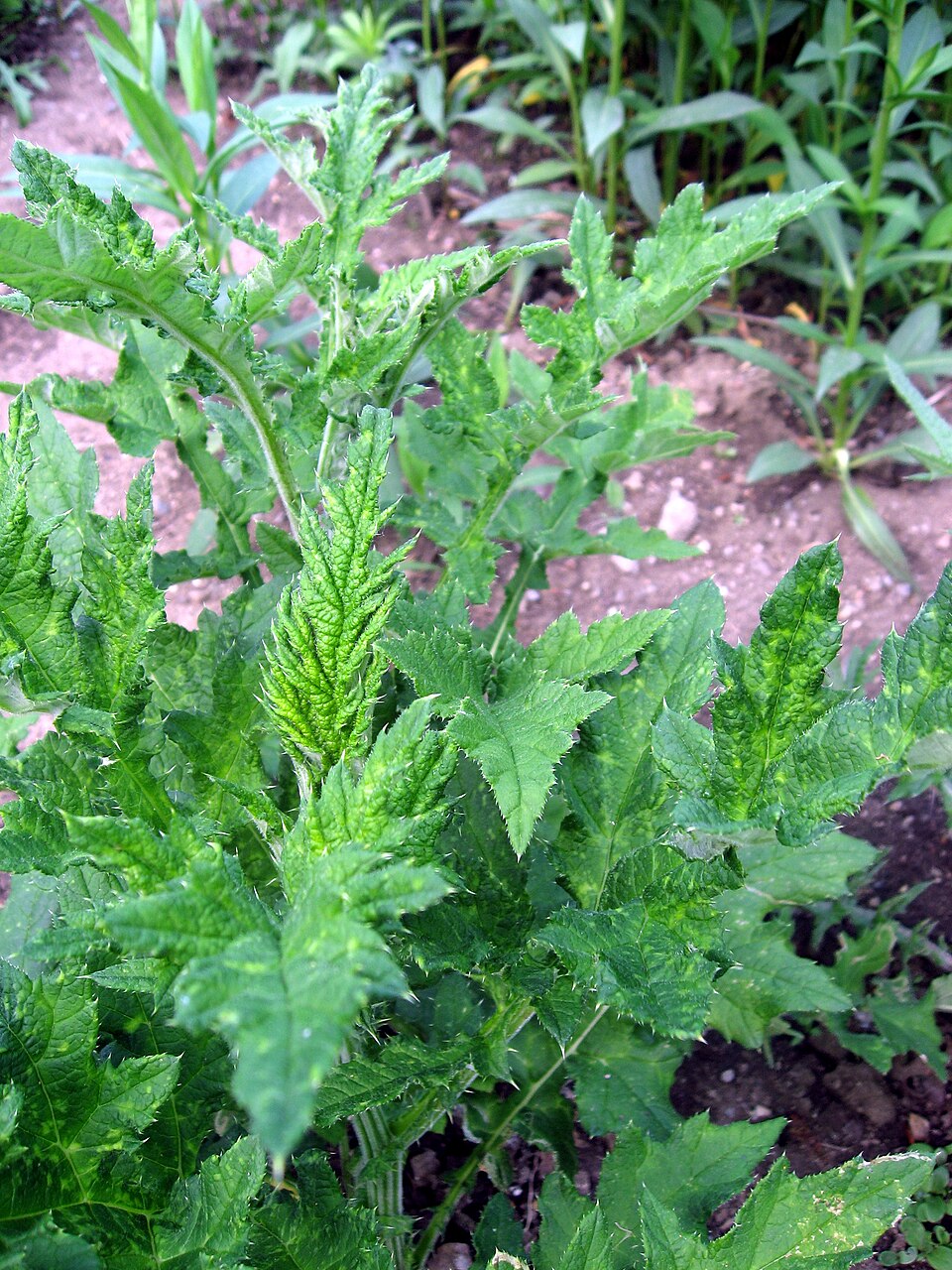 Echinops sphaerocephalus (Great Globe Thistle) (alternate view 8)