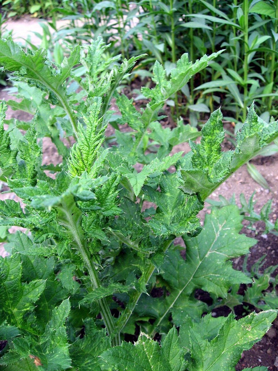 Echinops sphaerocephalus (Great Globe Thistle) (alternate view 9)