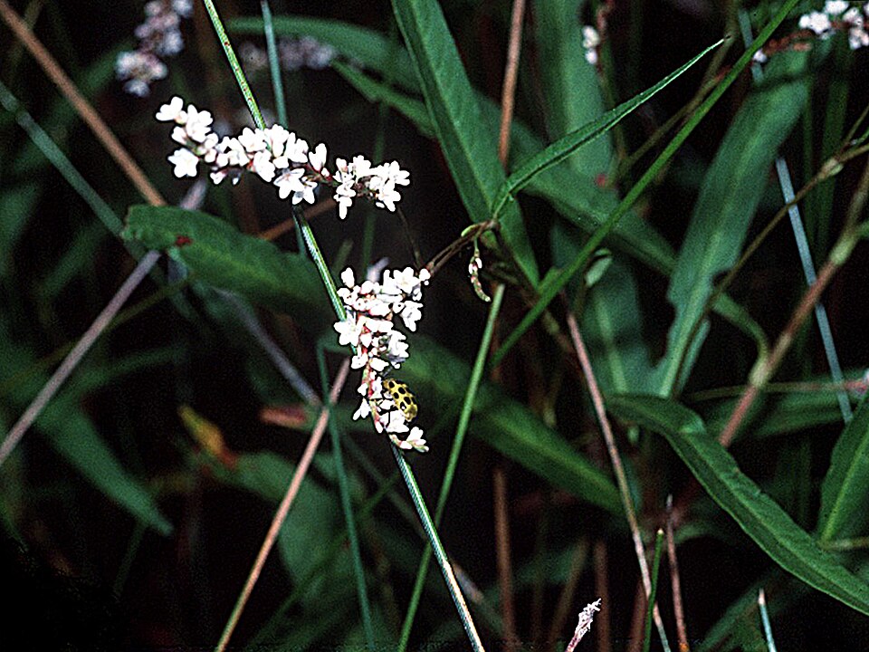 Persicaria hydropiperoides (swamp smartweed) (alternate view 7)
