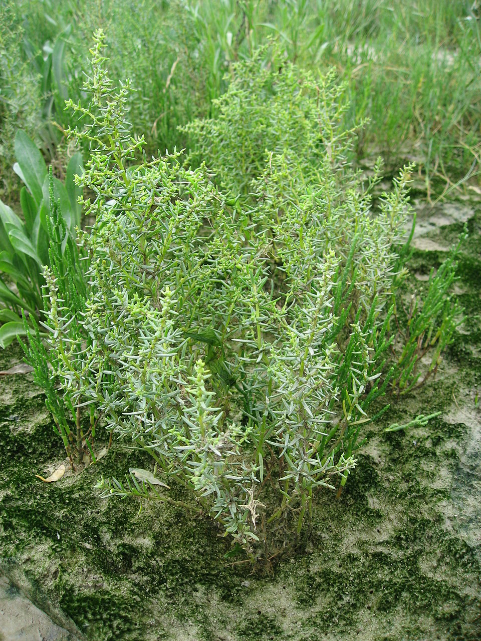 Suaeda maritima (Herbaceous Seepweed)