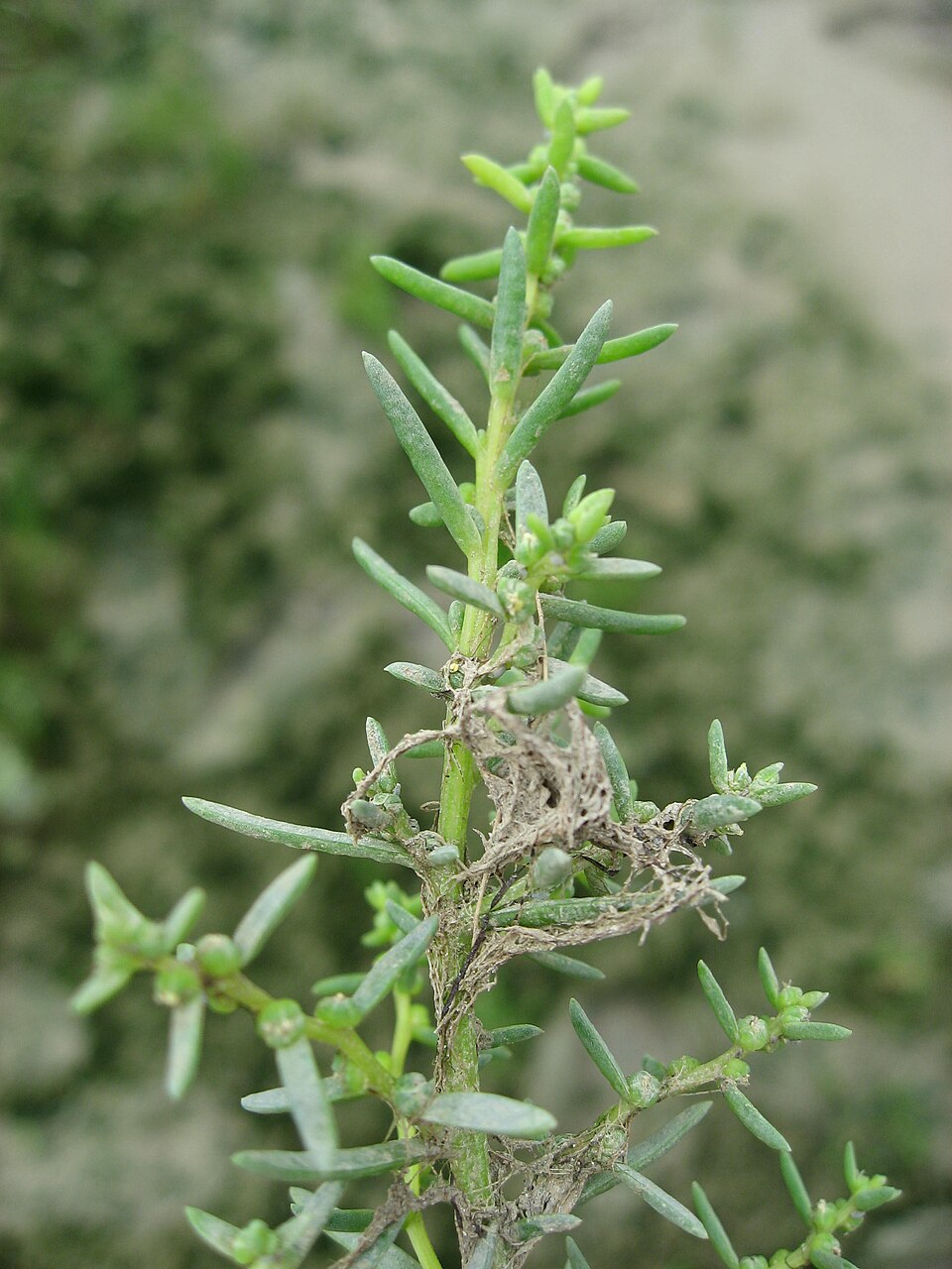 Suaeda maritima (Herbaceous Seepweed)