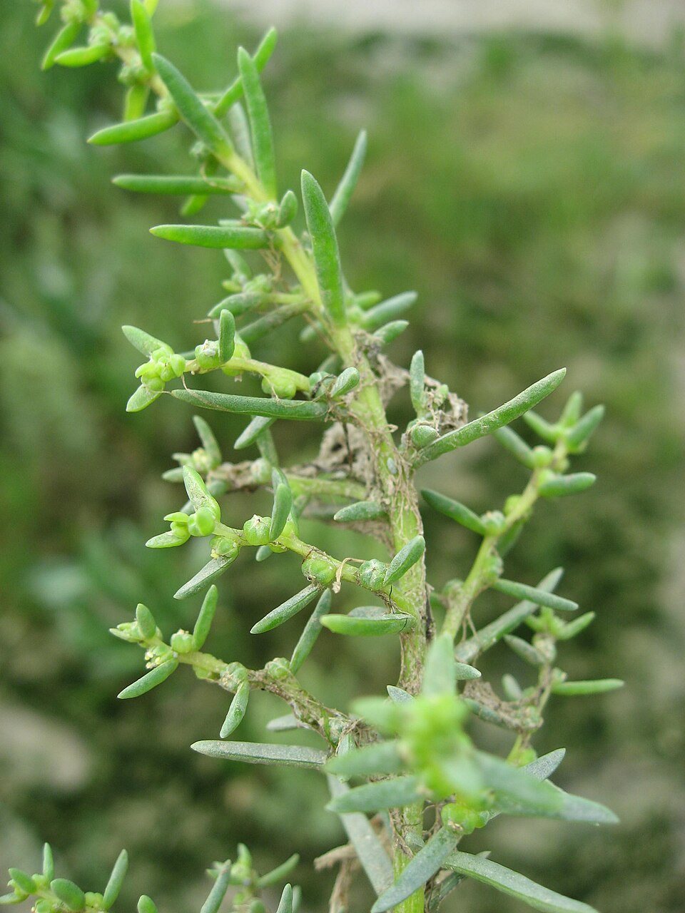 Suaeda maritima (Herbaceous Seepweed)