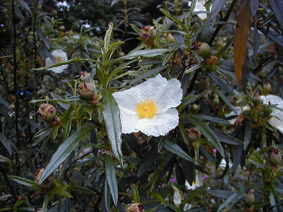 Cistus ladanifer (Gum Rockrose) (alternate view 5)