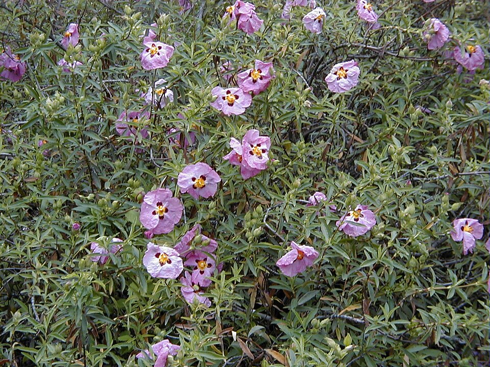 Cistus purpureus (Purple Rock Rose) (alternate view 6)