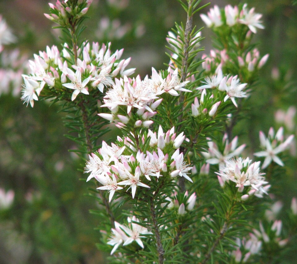 Calytrix tetragona (Fringe Myrtle)