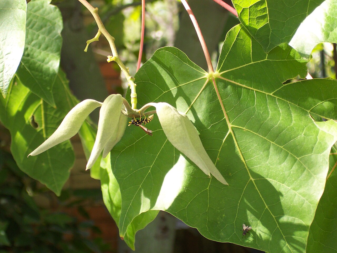 Firmiana simplex, Chinese parasol tree — upright deciduous (Malvaceae) (image 4 of 10)