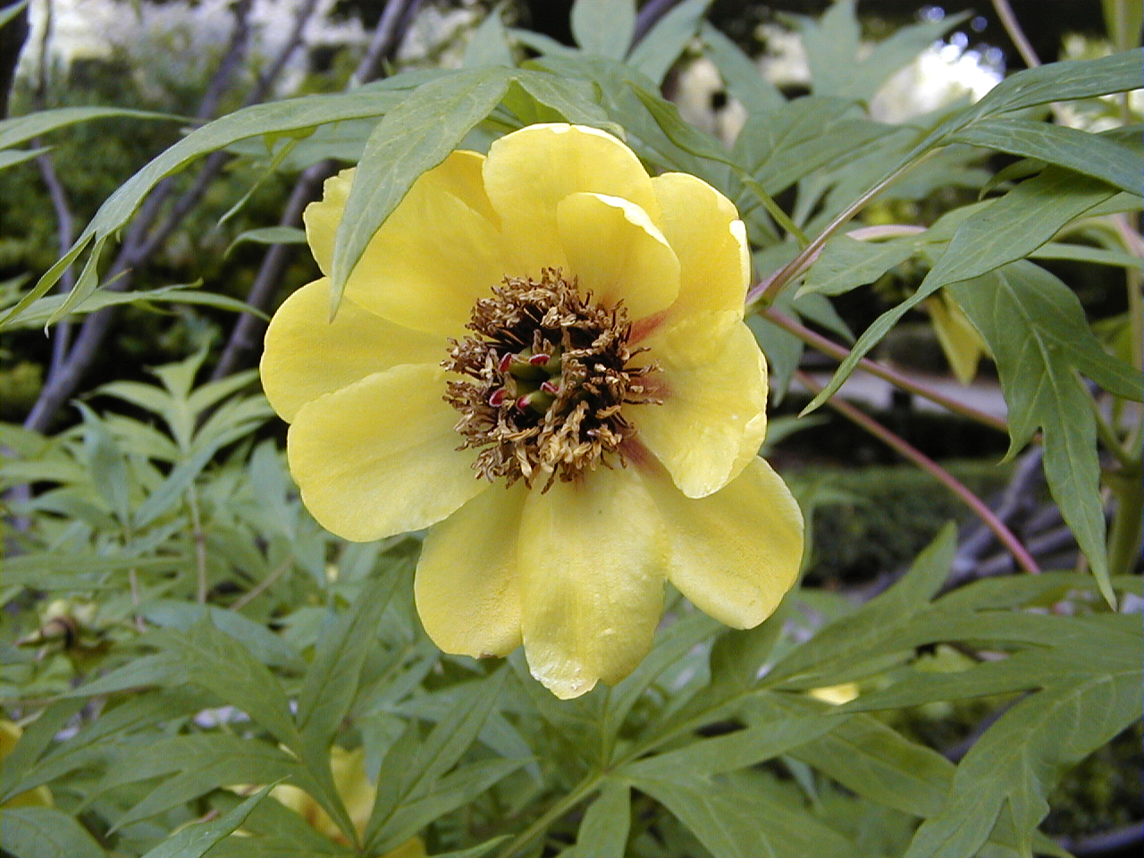 Paeonia lutea (Yellow Tree Peony)