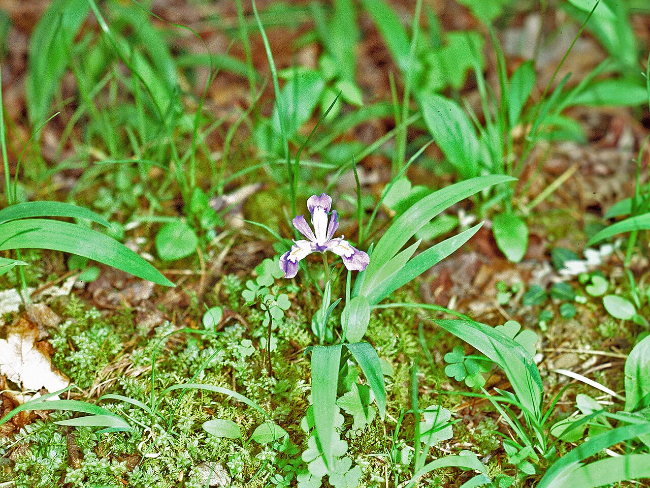 Iris cristata, Dwarf crested iris — spreading deciduous (Iridaceae) (image 1 of 10)