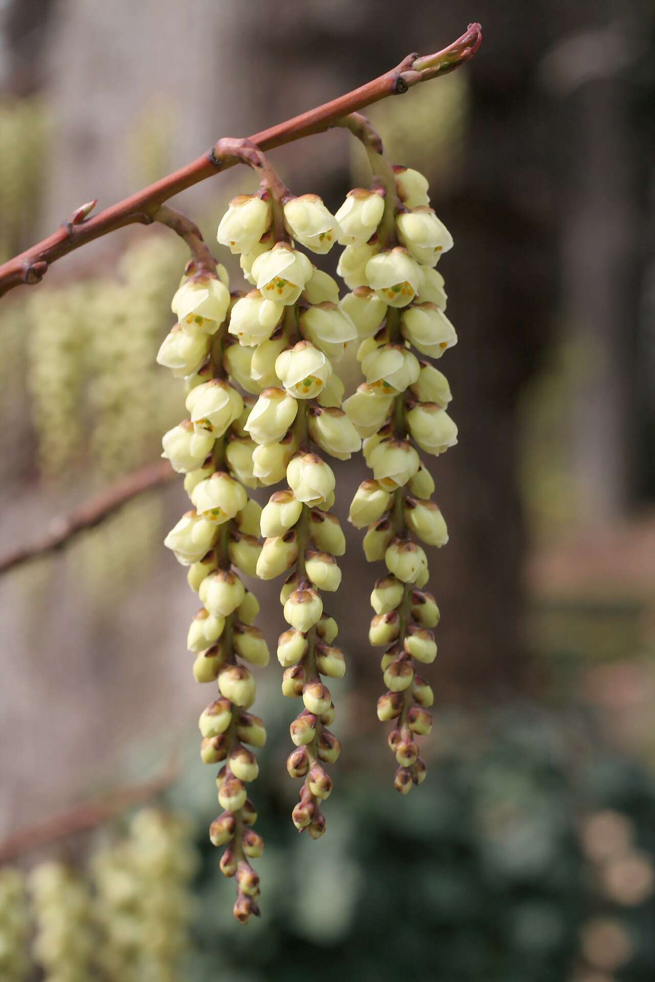 Stachyurus praecox, Early spiketail — spreading deciduous (Stachyuraceae) (image 2 of 10)